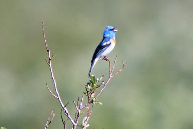 Photo (21): Lazuli Bunting