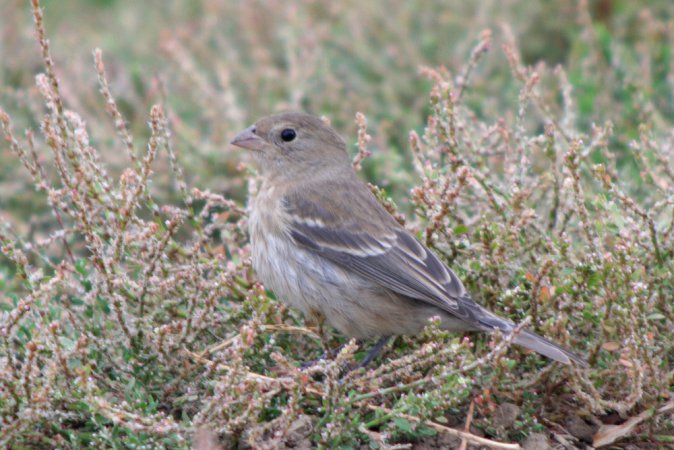 Photo (7): Lazuli Bunting