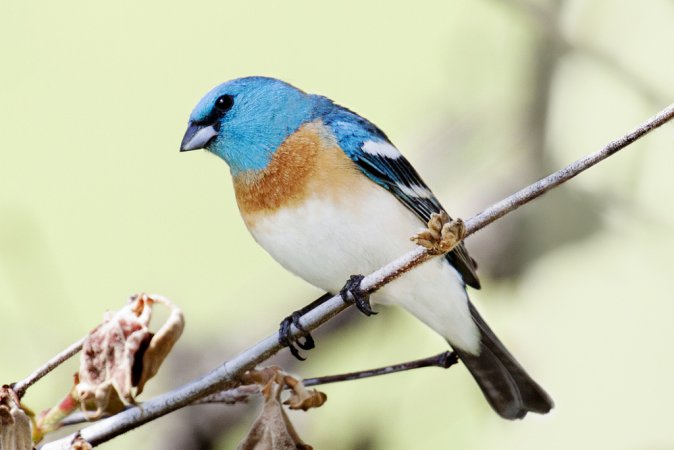 Photo (4): Lazuli Bunting