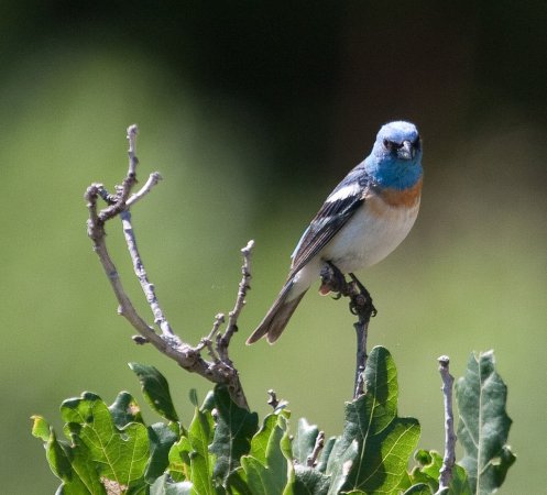 Photo (20): Lazuli Bunting