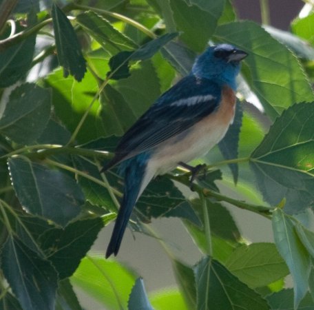 Photo (18): Lazuli Bunting