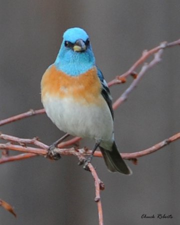 Photo (19): Lazuli Bunting