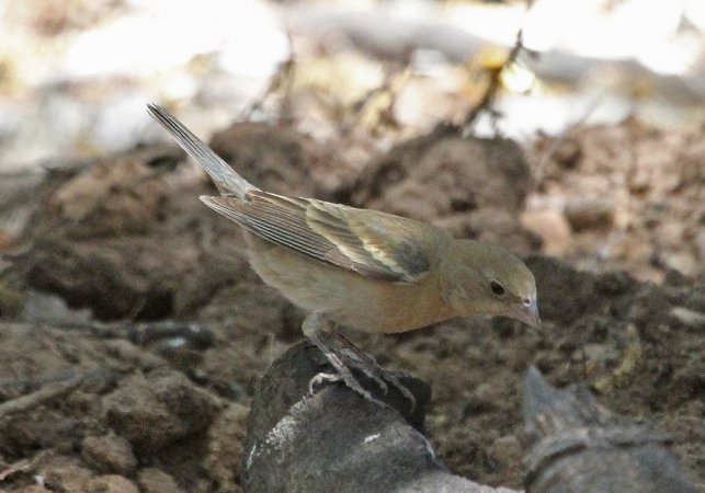 Photo (15): Lazuli Bunting