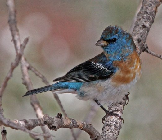 Photo (10): Lazuli Bunting