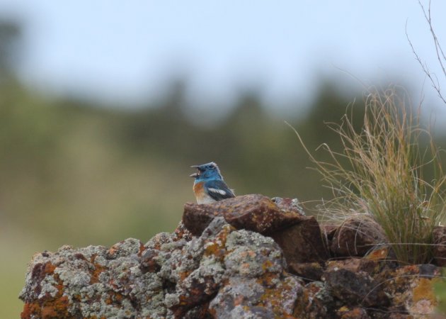 Photo (13): Lazuli Bunting