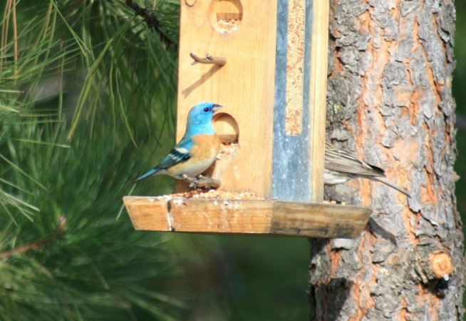 Photo (23): Lazuli Bunting