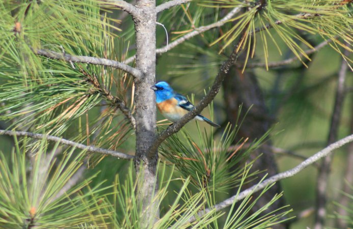 Photo (22): Lazuli Bunting