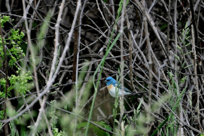 Photo (24): Lazuli Bunting