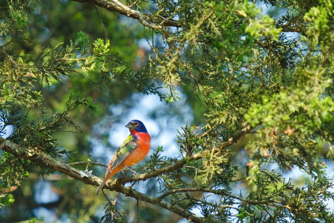 Photo (12): Painted Bunting