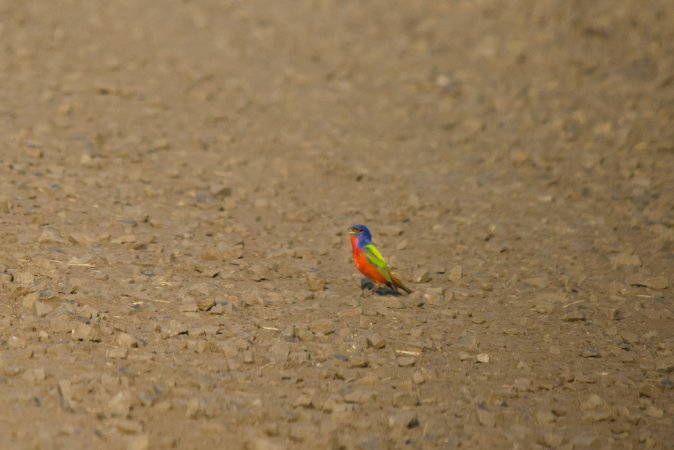 Photo (13): Painted Bunting