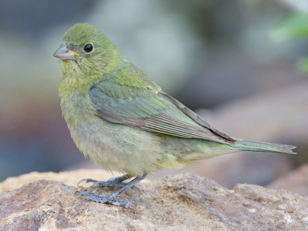 Photo (19): Painted Bunting