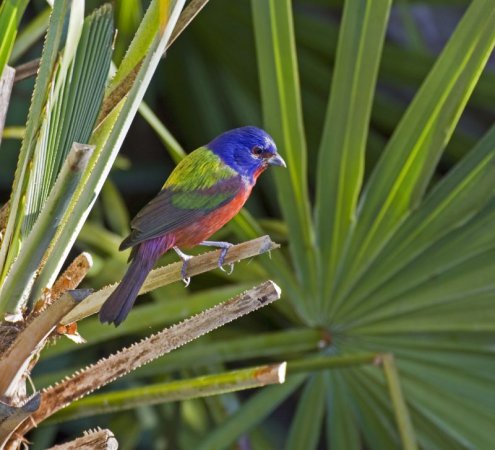 Photo (16): Painted Bunting