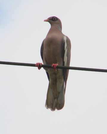 Photo (6): Bare-eyed Pigeon