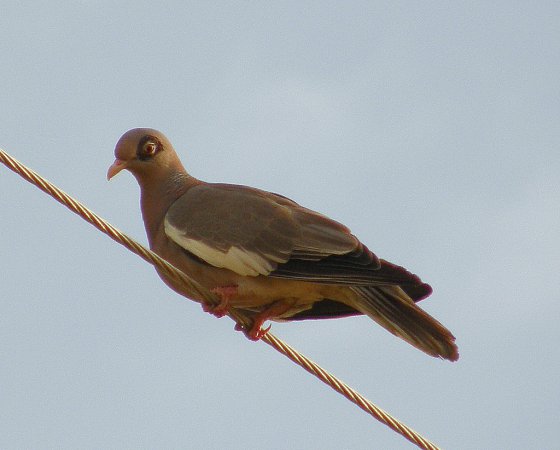 Photo (5): Bare-eyed Pigeon