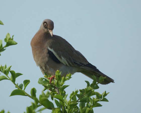 Photo (7): Bare-eyed Pigeon