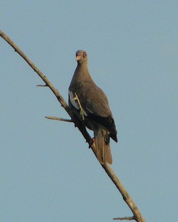 Photo (2): Bare-eyed Pigeon