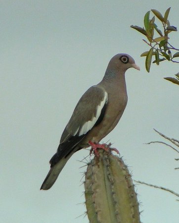 Photo (4): Bare-eyed Pigeon