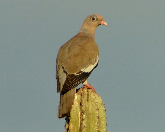 Photo (1): Bare-eyed Pigeon