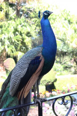 Photo (19): Indian Peafowl