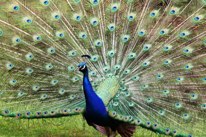Photo (1): Indian Peafowl