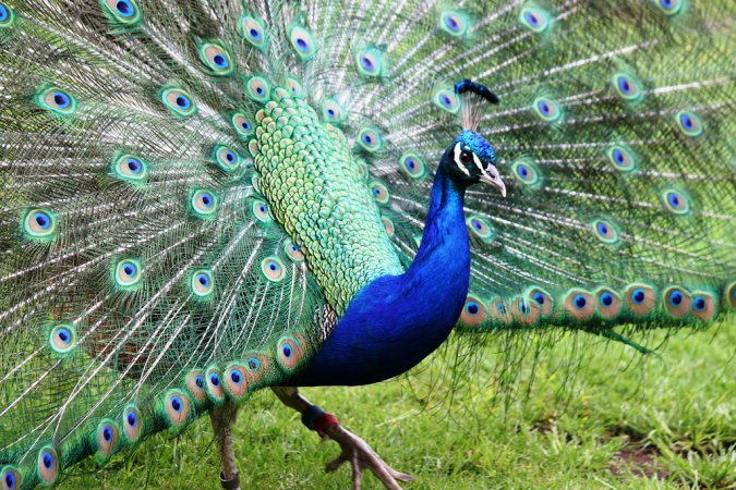 Photo (12): Indian Peafowl