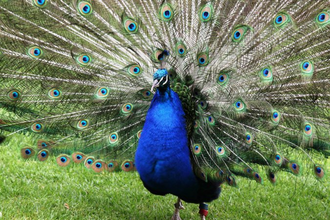 Photo (8): Indian Peafowl