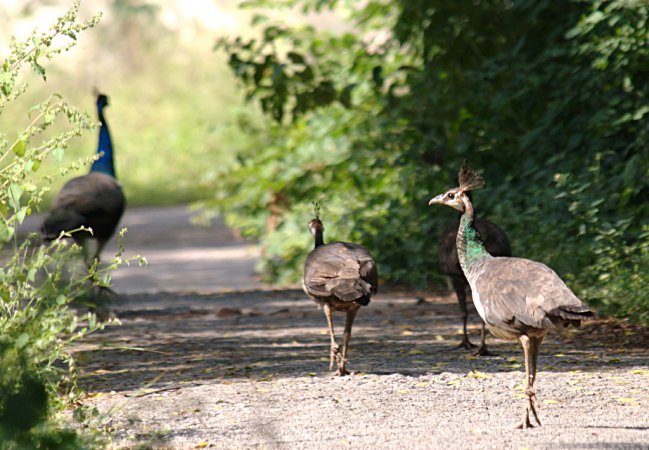 Photo (5): Indian Peafowl