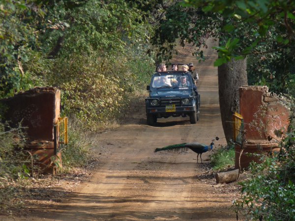 Photo (17): Indian Peafowl