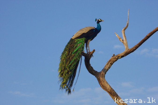 Photo (14): Indian Peafowl
