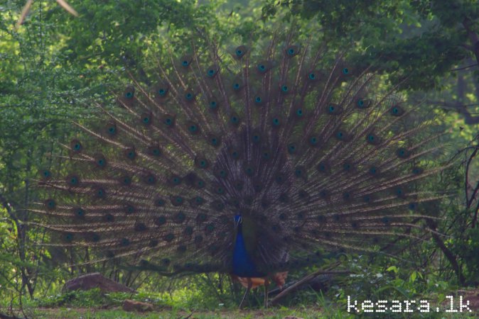 Photo (18): Indian Peafowl