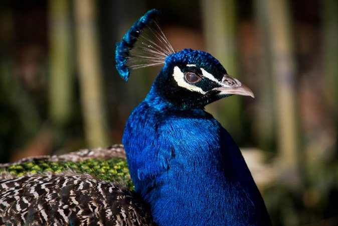 Photo (13): Indian Peafowl