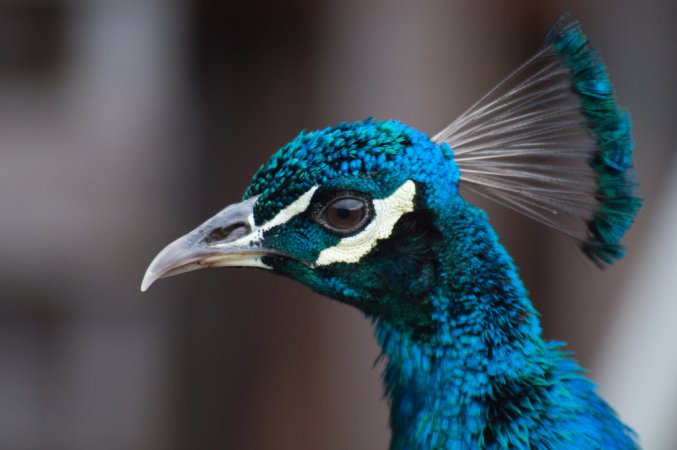 Photo (7): Indian Peafowl