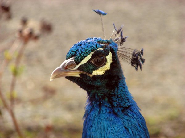 Photo (4): Indian Peafowl
