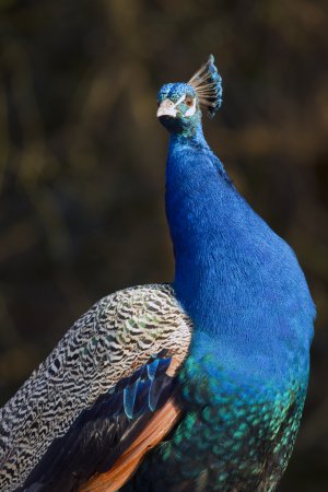 Photo (16): Indian Peafowl