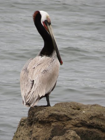 Photo (6): Brown Pelican