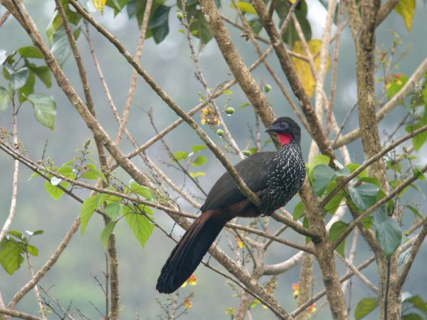 Photo (2): Crested Guan