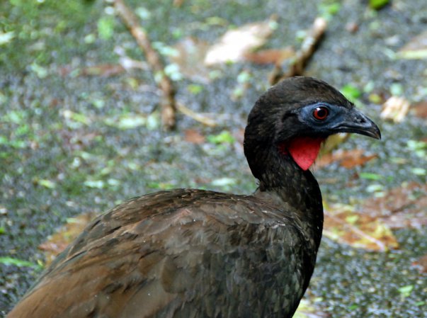 Photo (3): Crested Guan