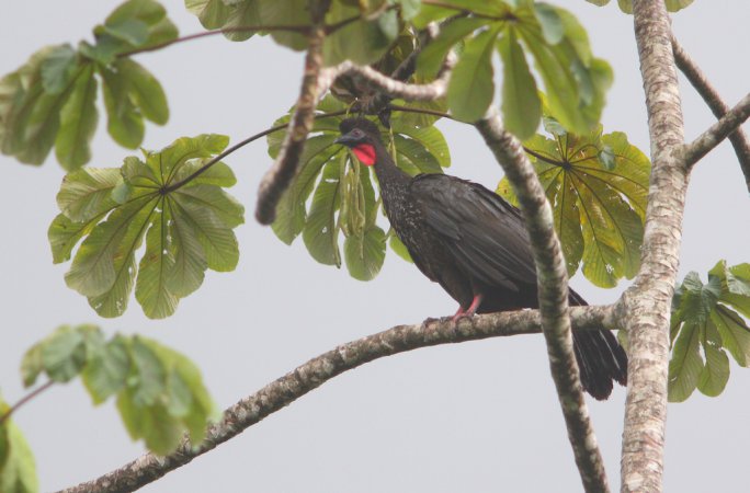 Photo (7): Crested Guan