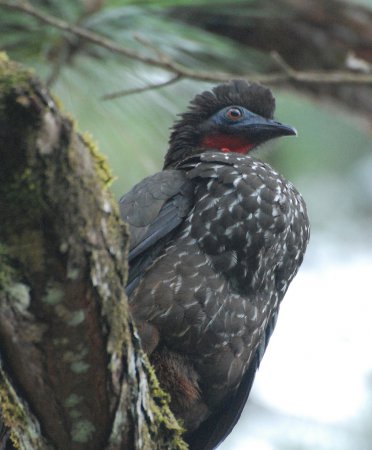Photo (8): Crested Guan