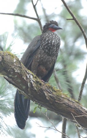 Photo (14): Crested Guan