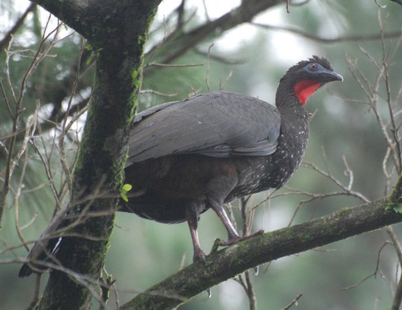 Photo (6): Crested Guan