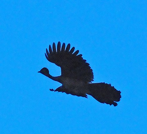 Photo (11): Crested Guan