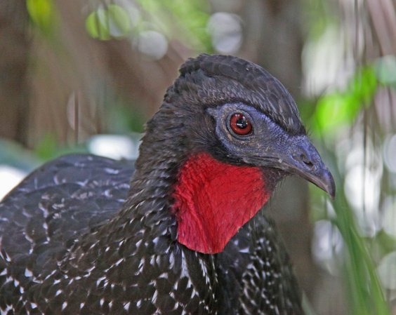 Photo (4): Crested Guan