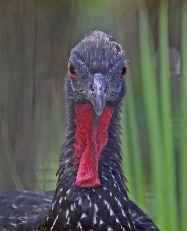 Photo (9): Crested Guan