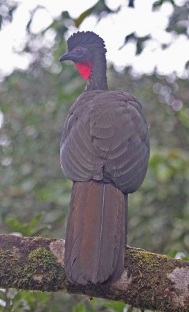 Photo (12): Crested Guan