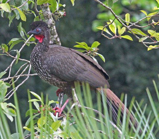 Photo (1): Crested Guan