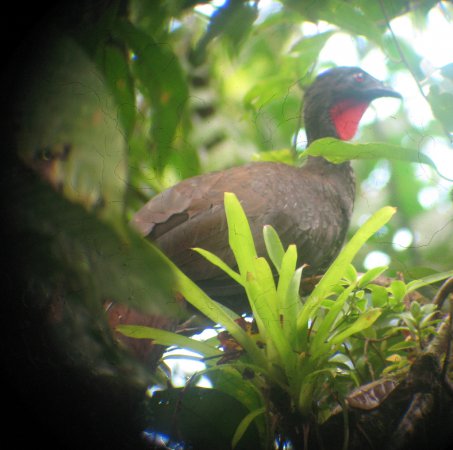 Photo (18): Crested Guan
