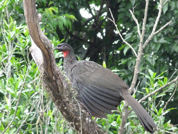 Photo (10): Crested Guan