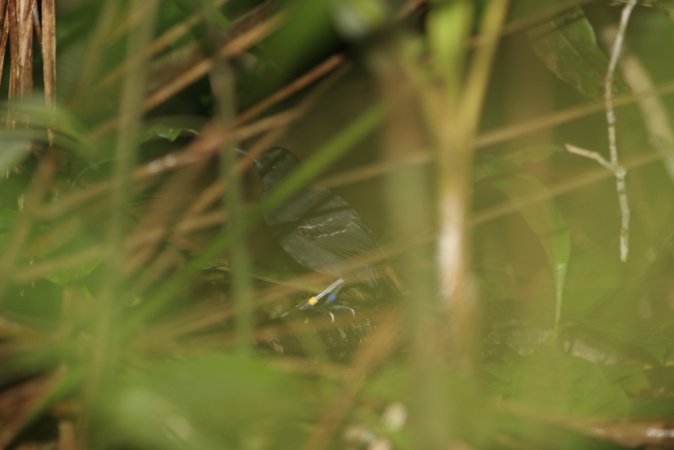 Photo (1): Allpahuayo Antbird
