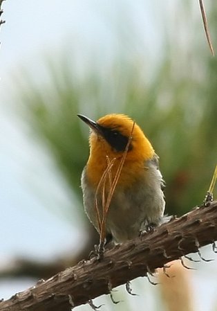 Photo (3): Olive Warbler